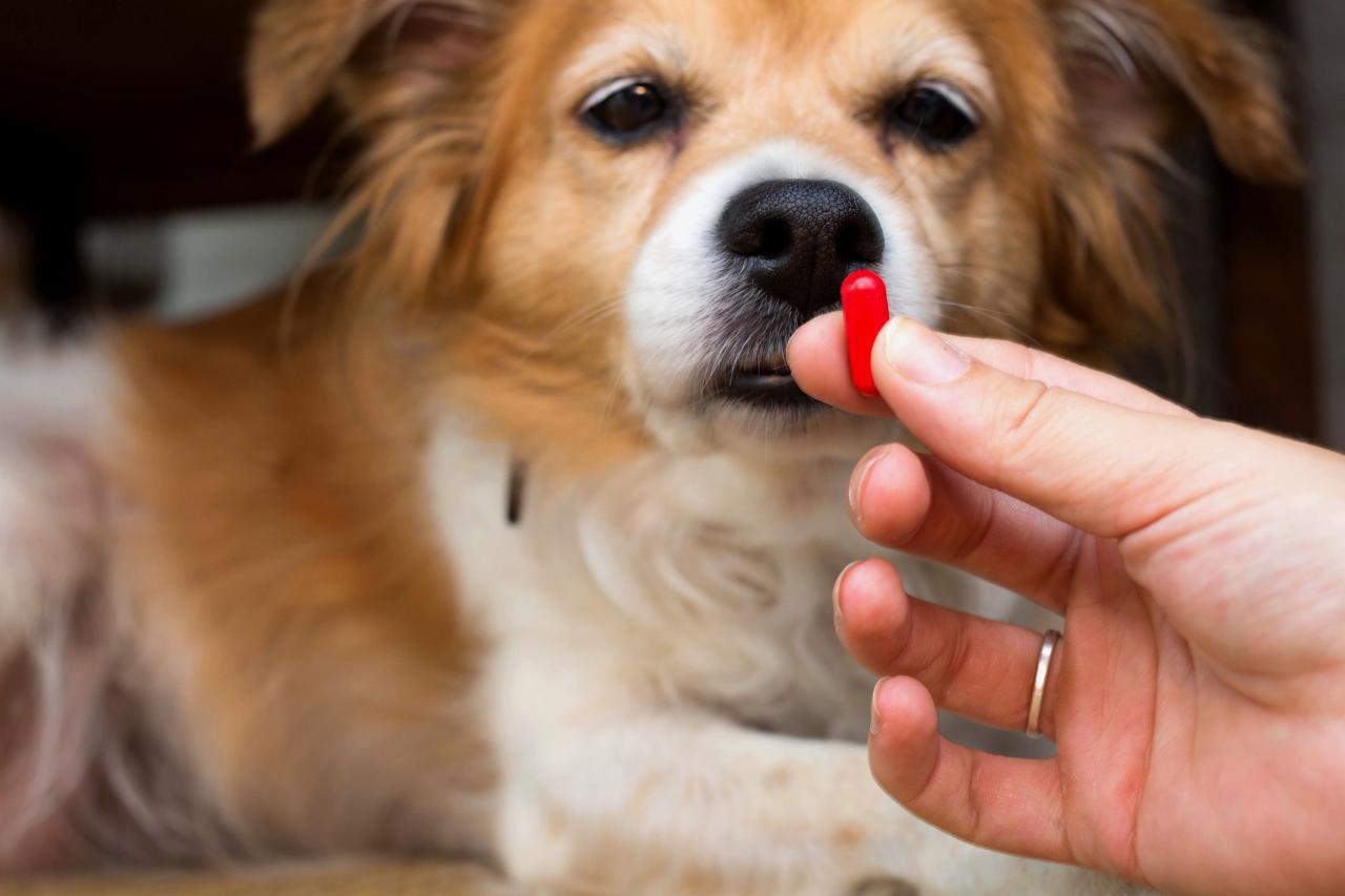 Is Imodium Safe For Dogs?