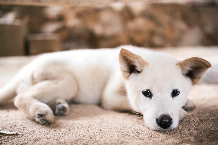 Jindo - Dog Breed Information - American Kennel Club