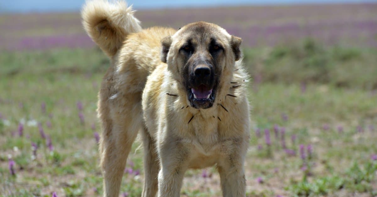 Dogs With The Highest Bite Force - Az Animals