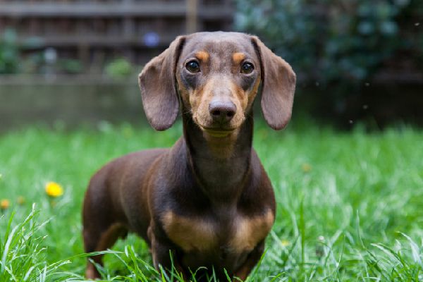 Miniature Dachshund | Miniature Dachshund Breed Info