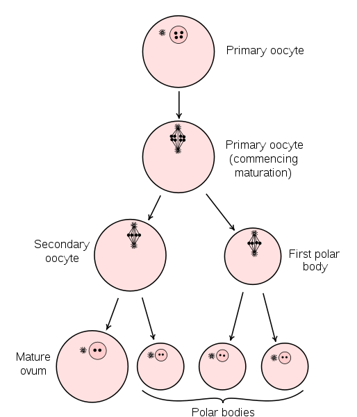 Oogenesis - Qce Biology Revision