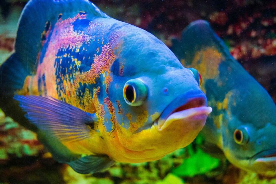 Oscar Fish Prices 2023: Purchase Cost, Supplies, Food, And More! - Az  Animals