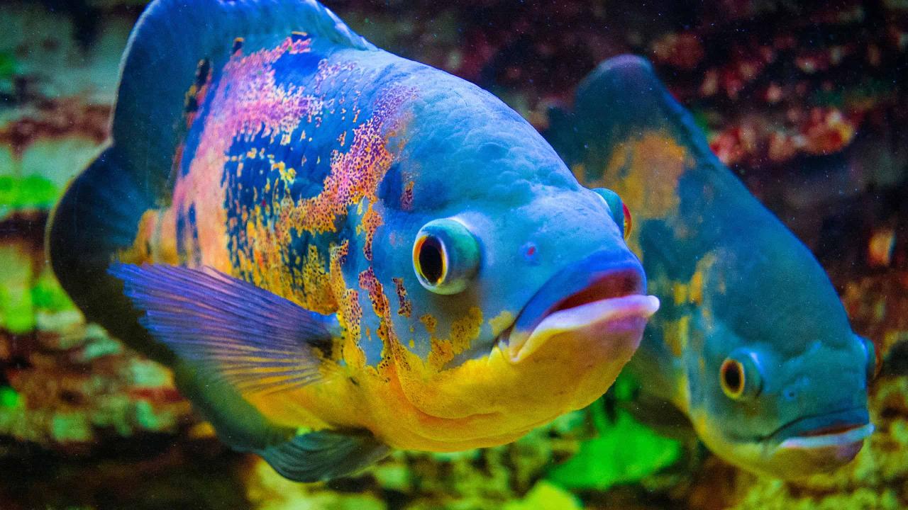 Oscar Fish Prices 2023: Purchase Cost, Supplies, Food, And More! - Az  Animals