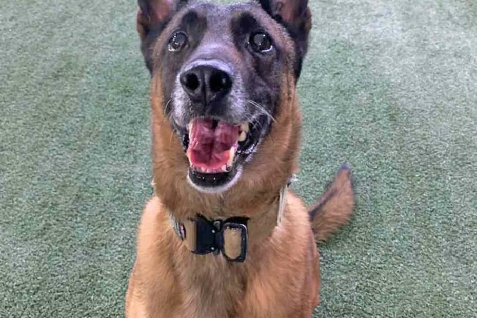 Retired Military Dog Needs Help Reaching His Forever Home In The U.S