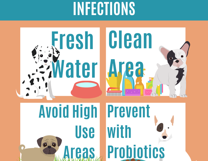 What Is Giardia In Dogs? How Is Giardia Treated And Prevented?