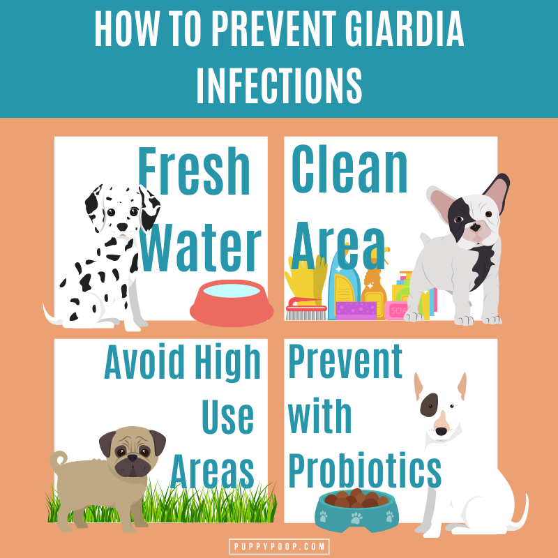 What Is Giardia In Dogs? How Is Giardia Treated And Prevented?