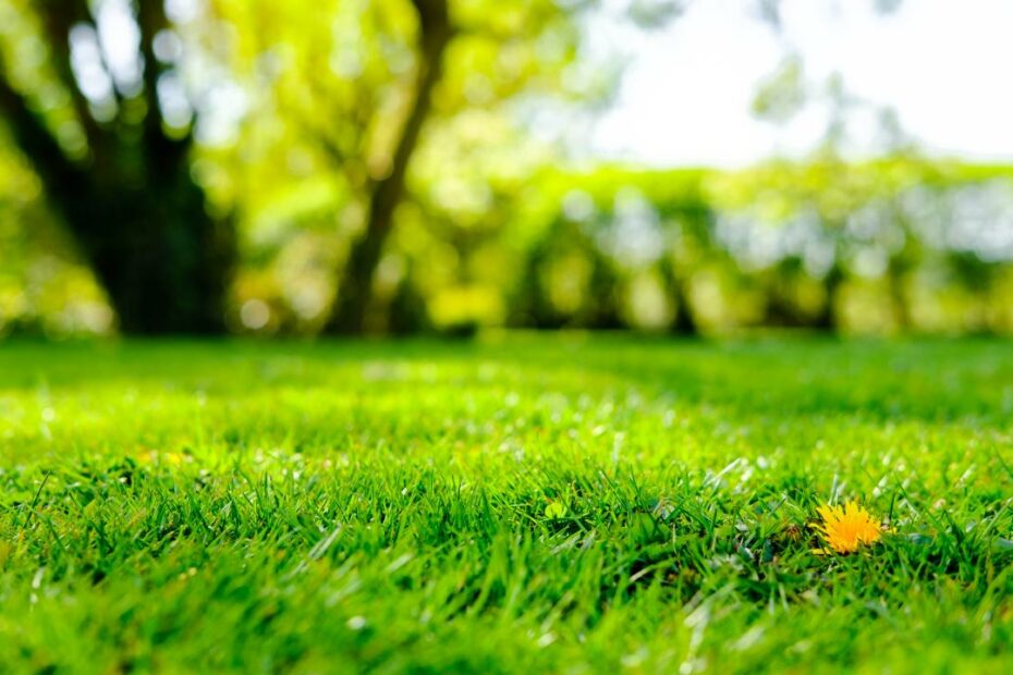 No Mow May — 7 Reasons To Stop Mowing Your Lawn This Month | Tom'S Guide