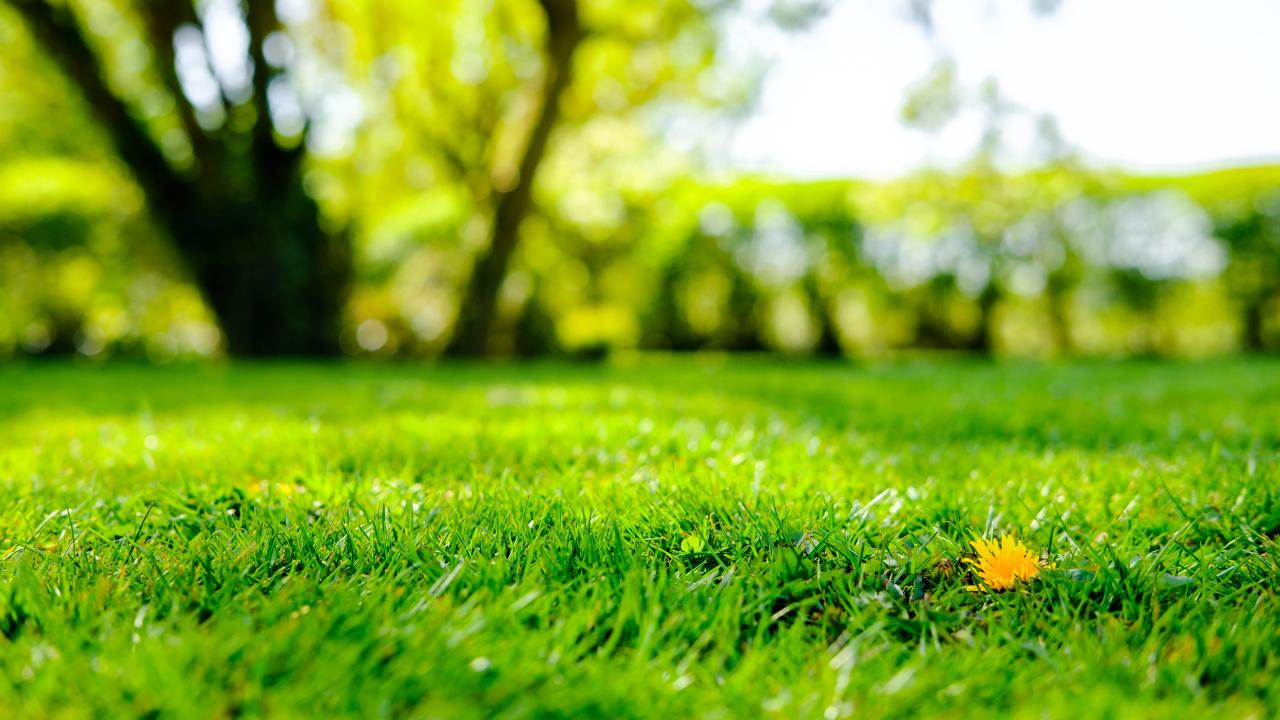 No Mow May — 7 Reasons To Stop Mowing Your Lawn This Month | Tom'S Guide