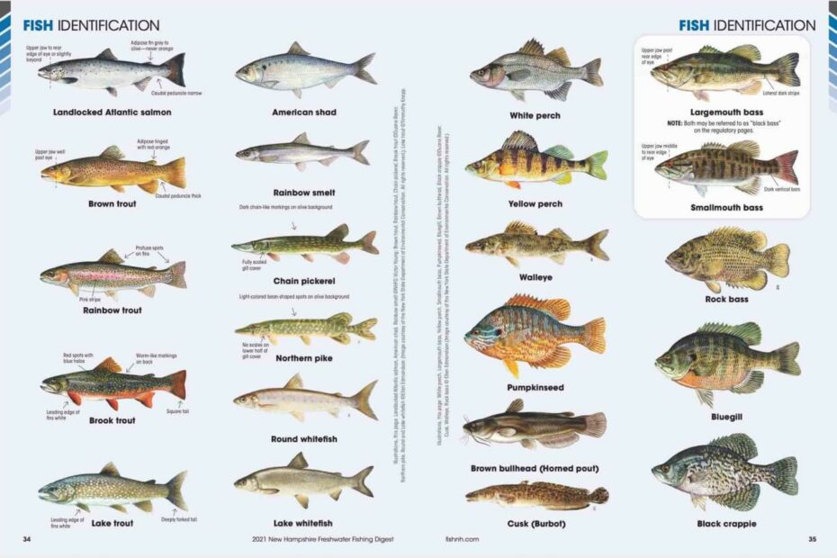 Know Your Nh Fish And Game Regulations — Fly Fish Nh