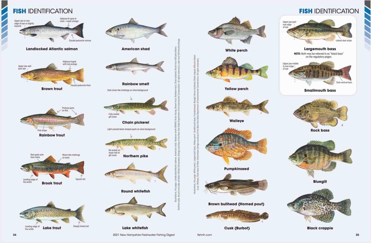 Know Your Nh Fish And Game Regulations — Fly Fish Nh