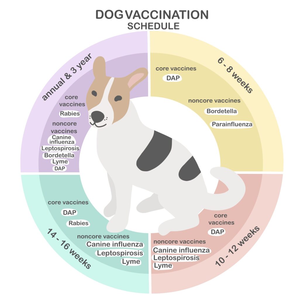 How Often Do Dogs Need Rabies Shots? - Az Animals