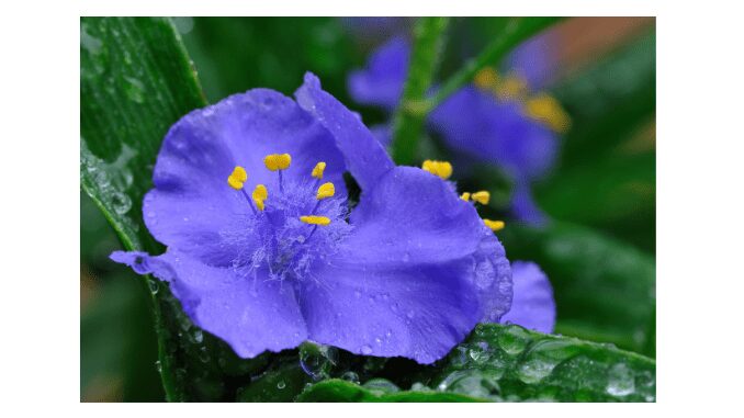 How To Grow And Take Care Of Spiderwort - Foodthesis.Com