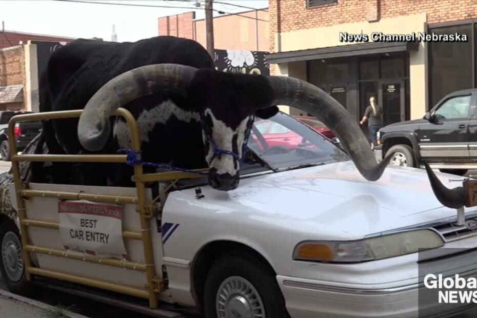 Massive Bull Riding In Passenger Seat Of Car Draws Red Flag From Police In  Nebraska | Watch News Videos Online