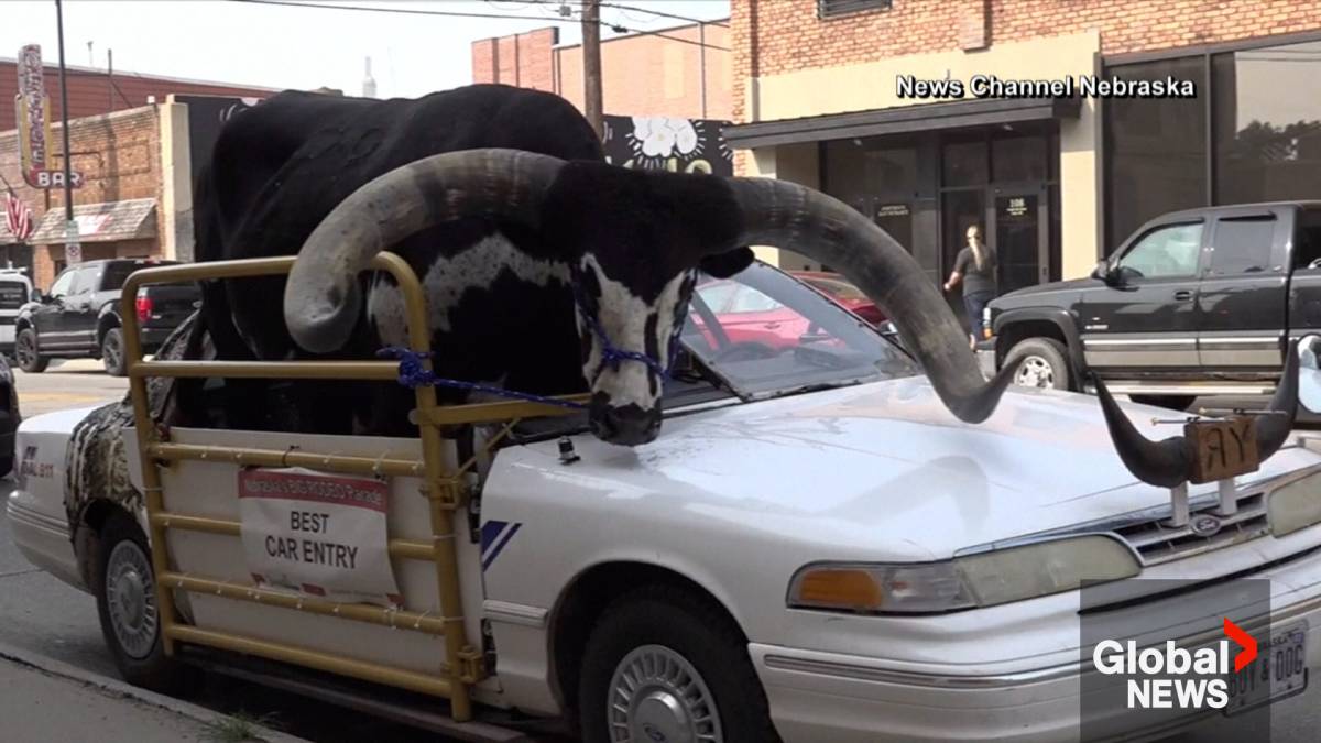 Massive Bull Riding In Passenger Seat Of Car Draws Red Flag From Police In  Nebraska | Watch News Videos Online