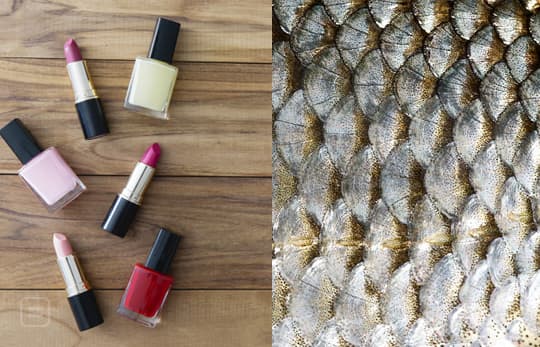 Are Fish Scales Used In Lipsticks And Nail Polish?