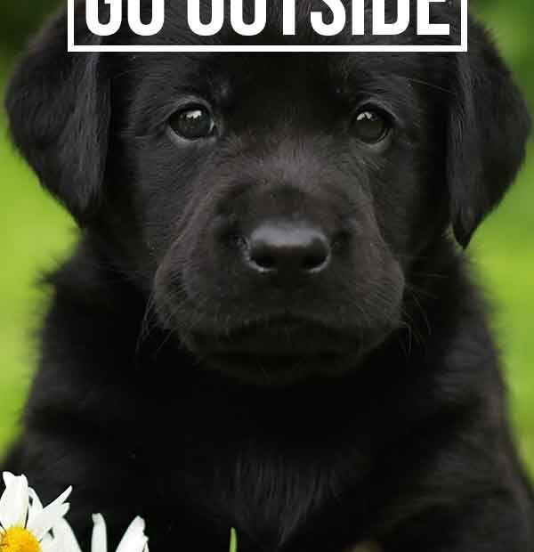 When Can Puppies Go Outside: Is It Safe To Take Your Puppy Out Yet?