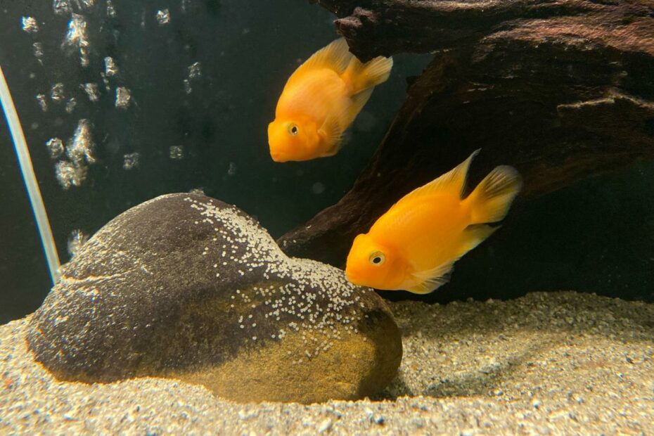 Are My Parrot Fish Eggs Fertilized? : R/Aquariums