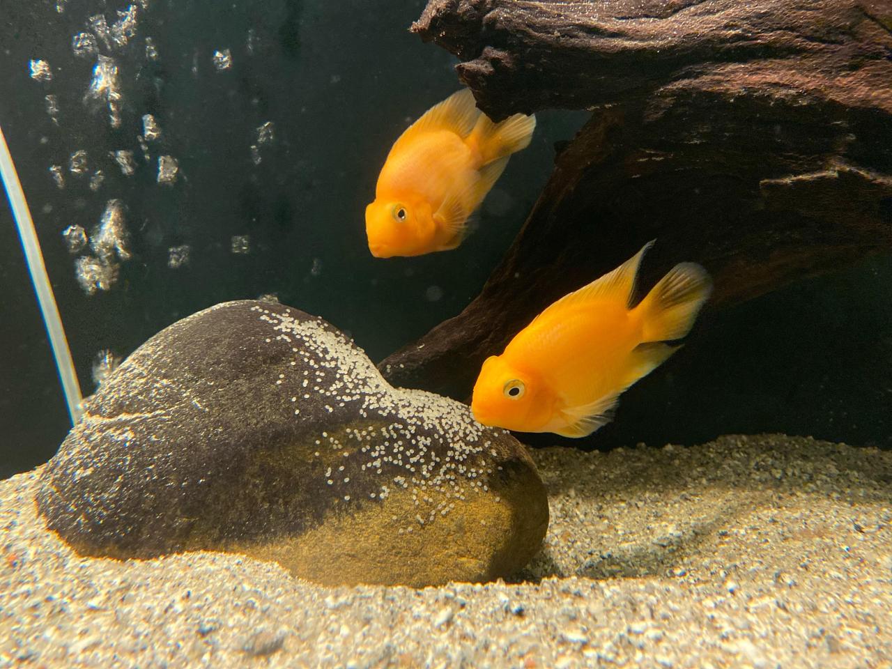 Are My Parrot Fish Eggs Fertilized? : R/Aquariums