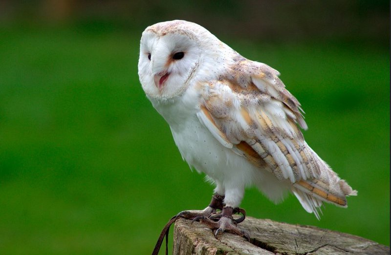 Barn Owl - The Australian Museum