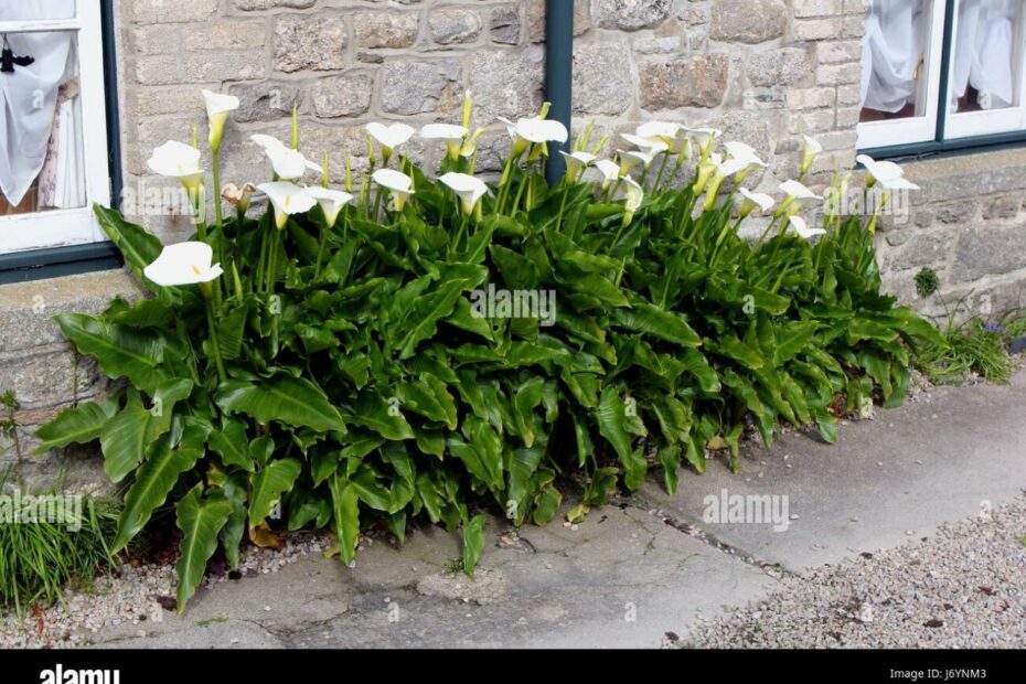 Beautiful White Peace Lilies Growing Outside A Traditional Stone House  Stock Photo - Alamy