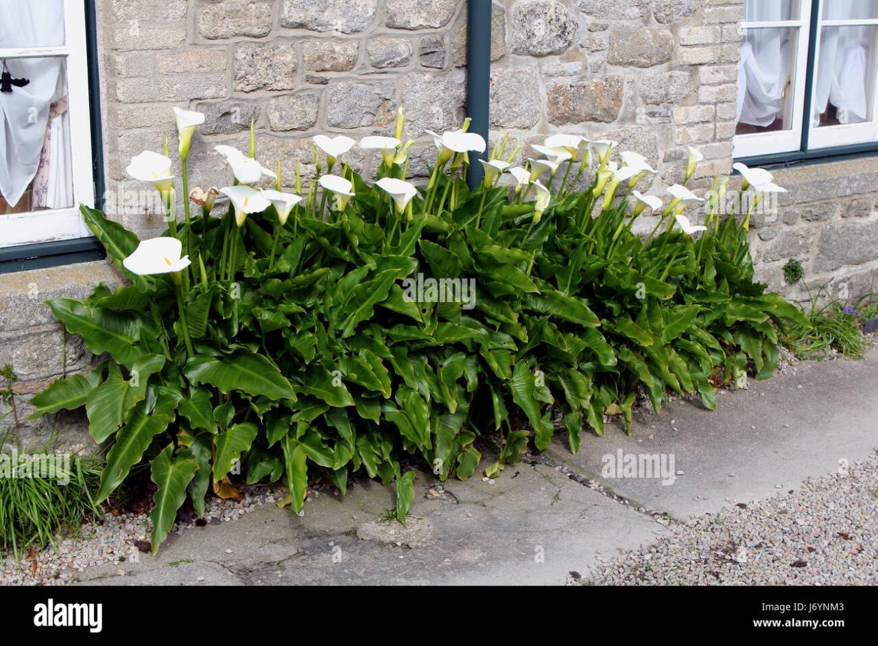 Beautiful White Peace Lilies Growing Outside A Traditional Stone House  Stock Photo - Alamy