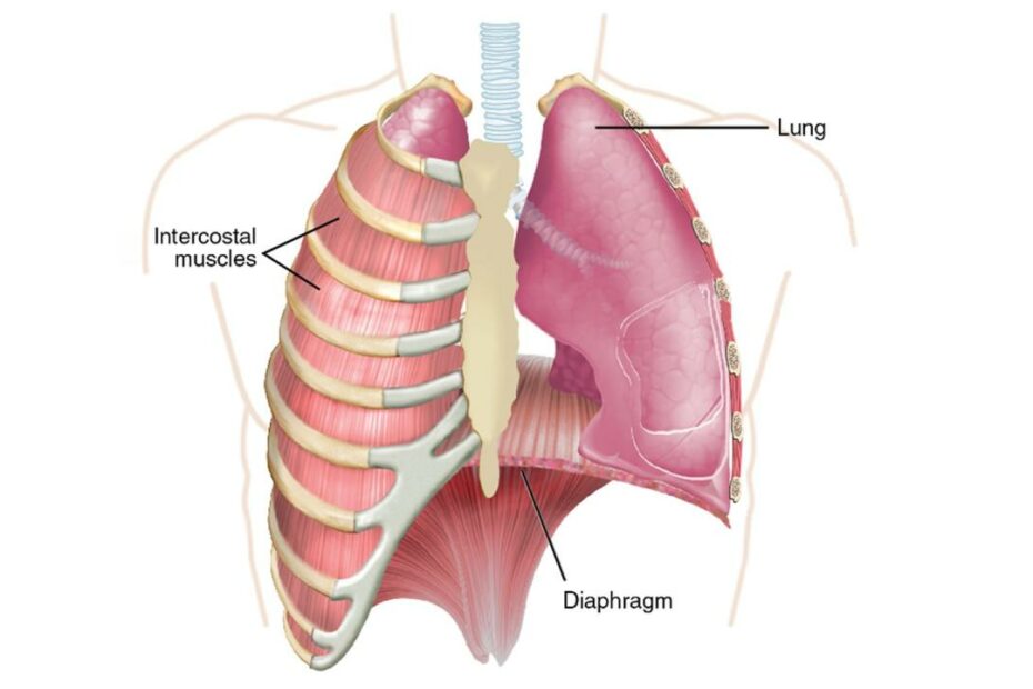 Are You A Belly Breather Or A Chest Breather? Does It Matter?