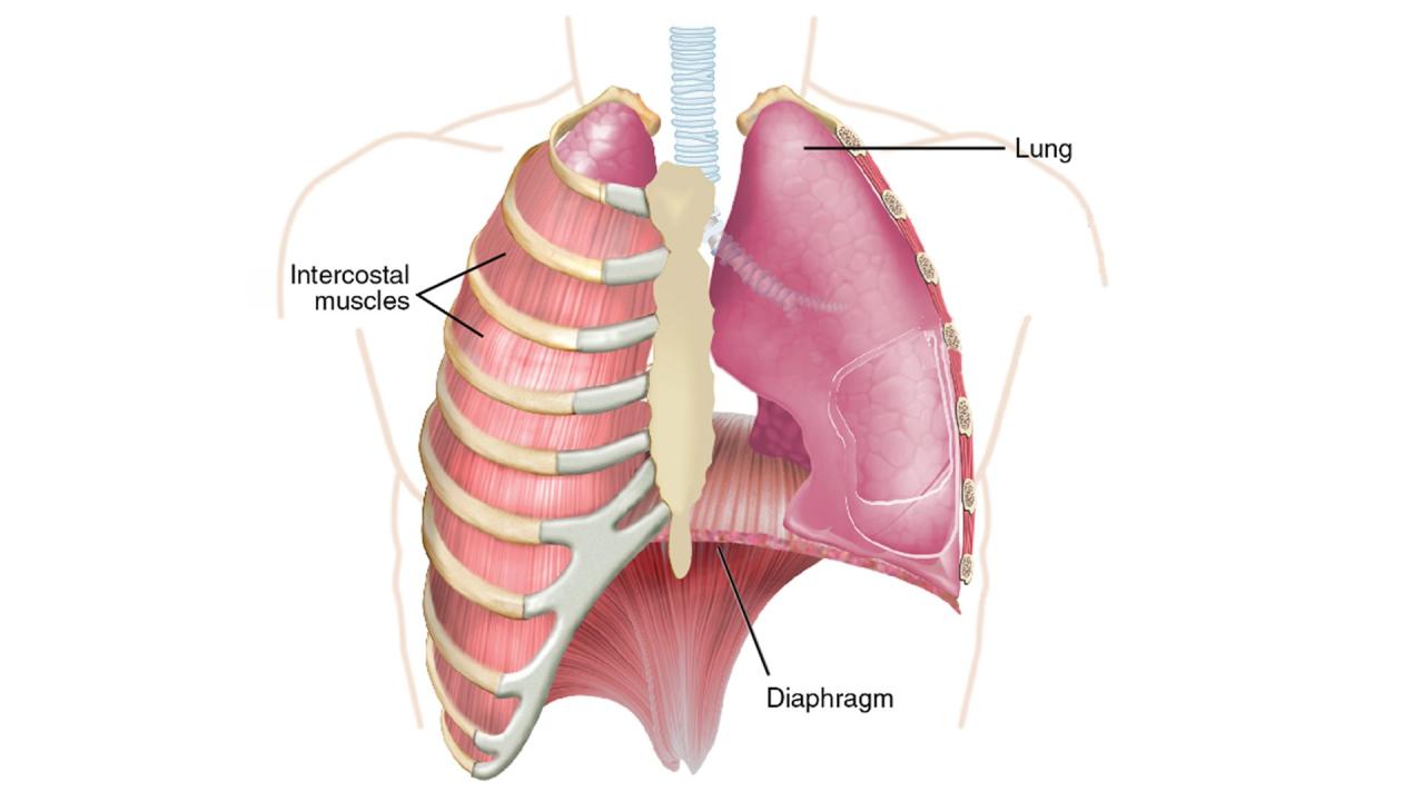 Are You A Belly Breather Or A Chest Breather? Does It Matter?