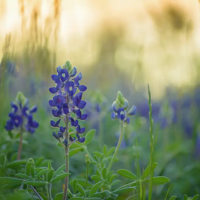 Texas State Flower Song | 