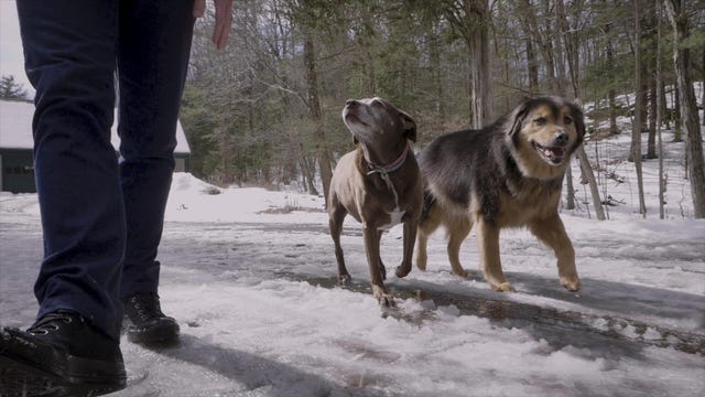 How To Dog-Proof Your Vehicle And Keep Your Pet Safe And Secure - Cnet