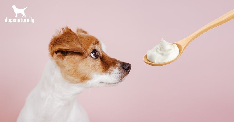 Is Yogurt Good For Dogs? - Dogs Naturally