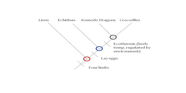 Cladogram | Definition, Parts & Examples - Video & Lesson Transcript |  Study.Com