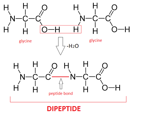 Dipeptide Definition, Structure & Examples - Video & Lesson Transcript |  Study.Com