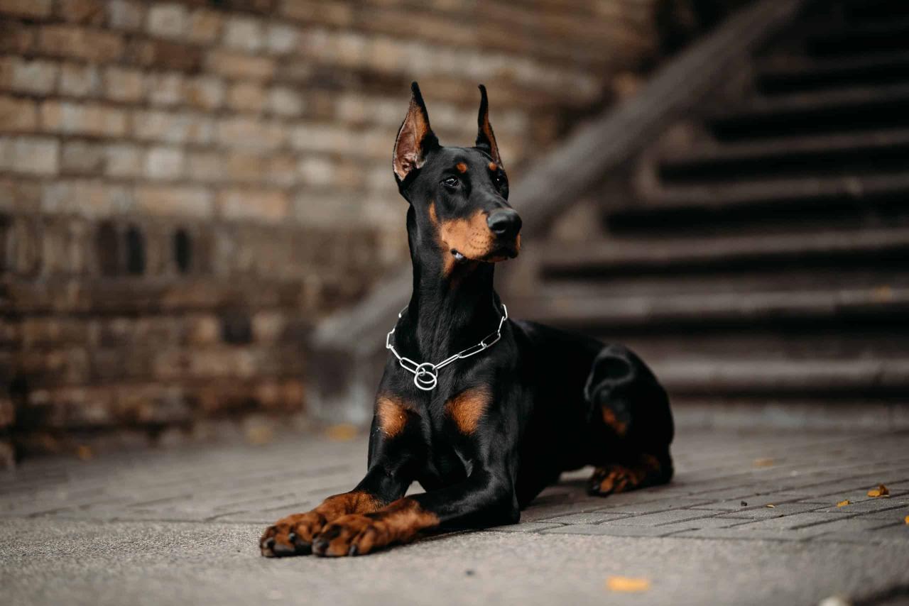 What Were Dobermans Bred For?- Az Animals