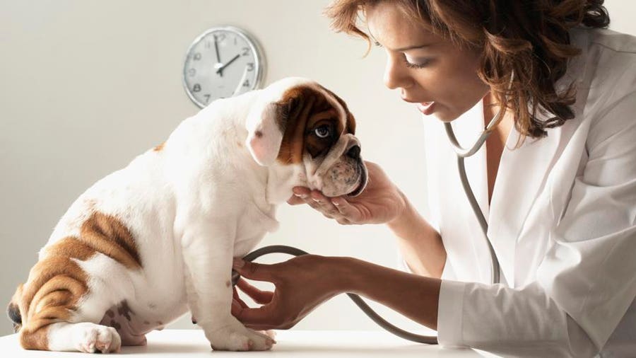 How Often Should I Take My Dog To The Vet? – Forbes Advisor