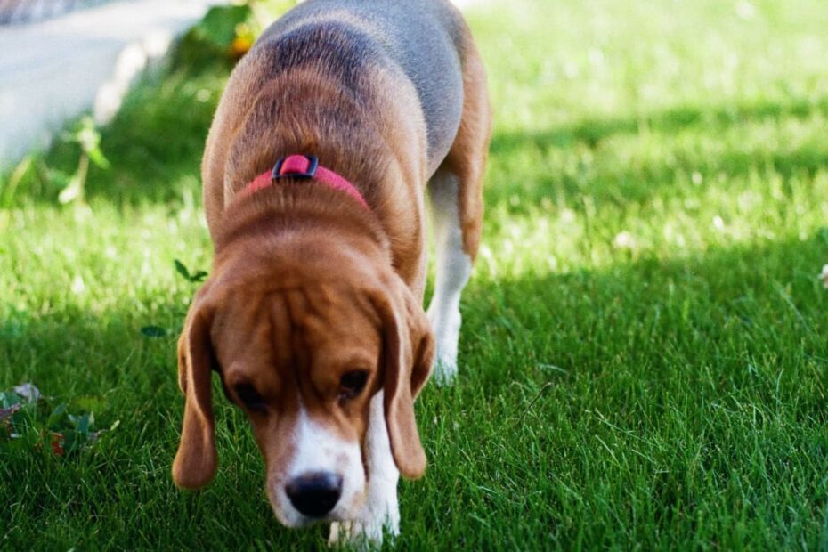 Why Dogs Eat Poop And How To Deal With This Gross Behavior - Pethelpful