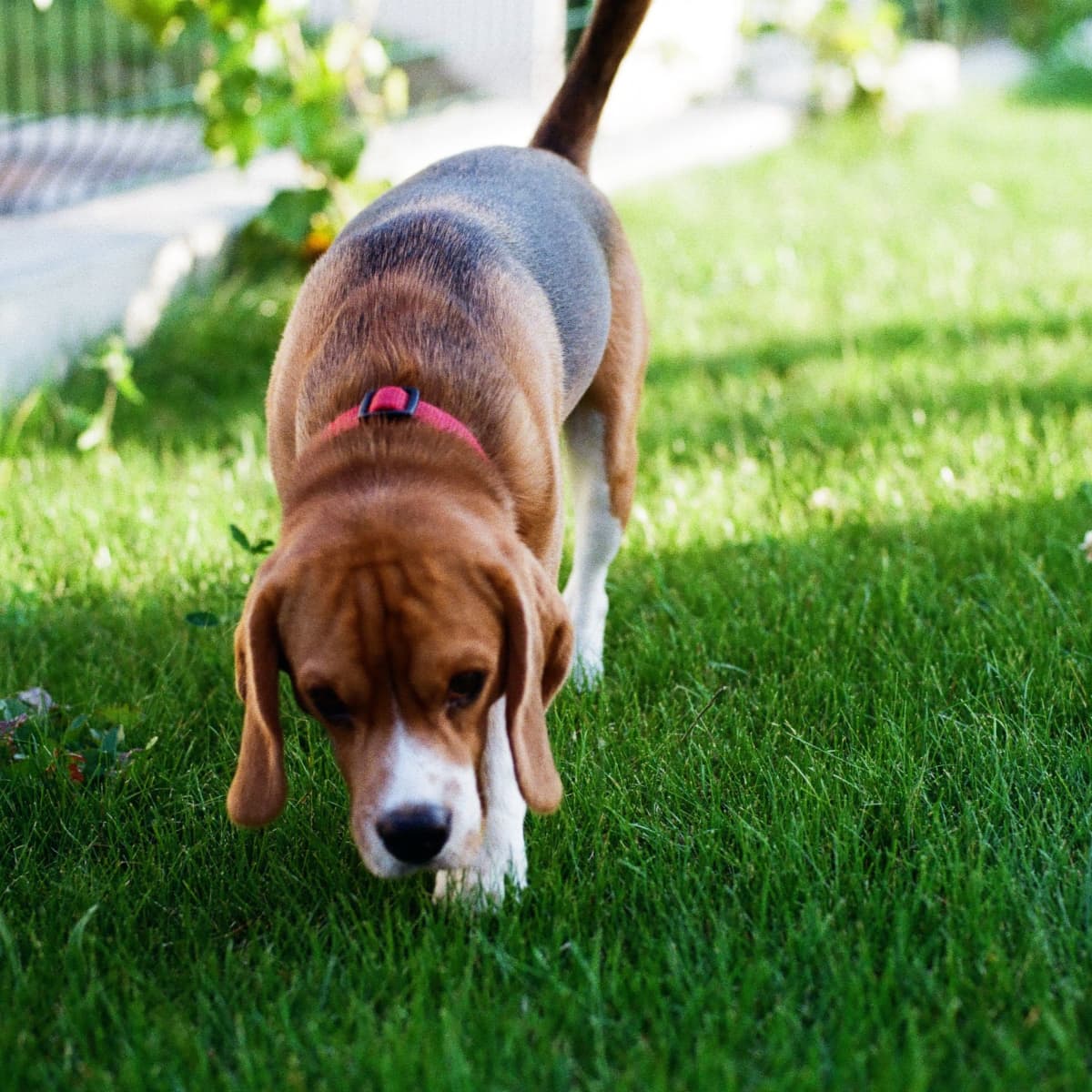 Why Dogs Eat Poop And How To Deal With This Gross Behavior - Pethelpful