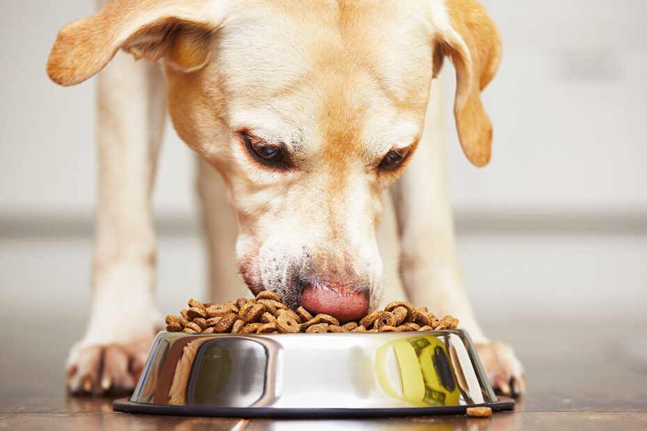 How Much Should I Feed My Dog? Your Dog'S Complete Nutrition Guide | Gallant