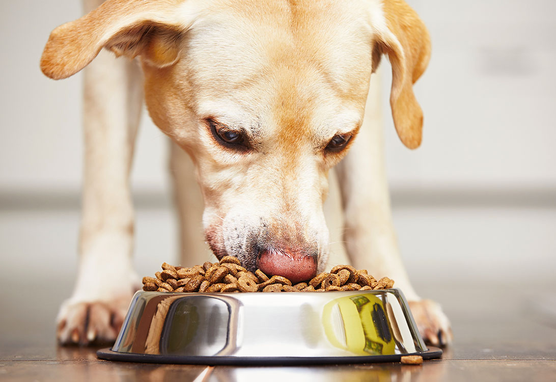 How Much Should I Feed My Dog? Your Dog'S Complete Nutrition Guide | Gallant