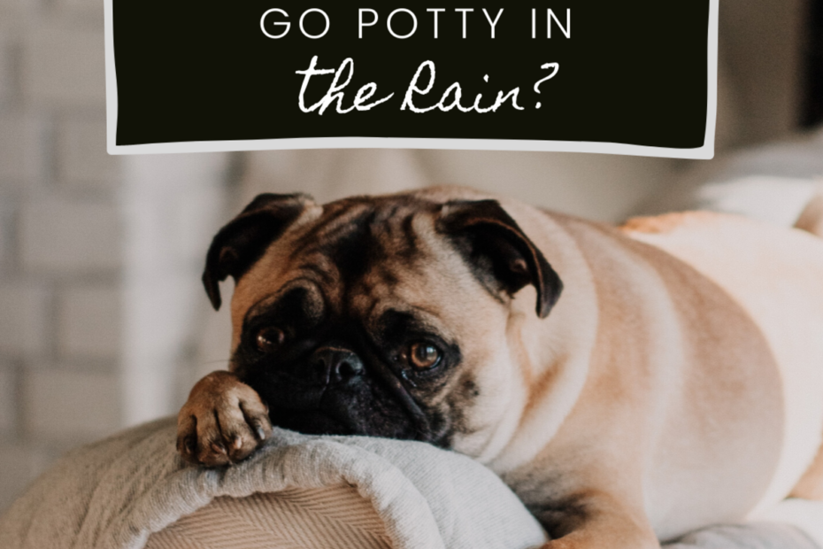 10 Tips For Dogs That Refuse To Potty In The Rain - Pethelpful