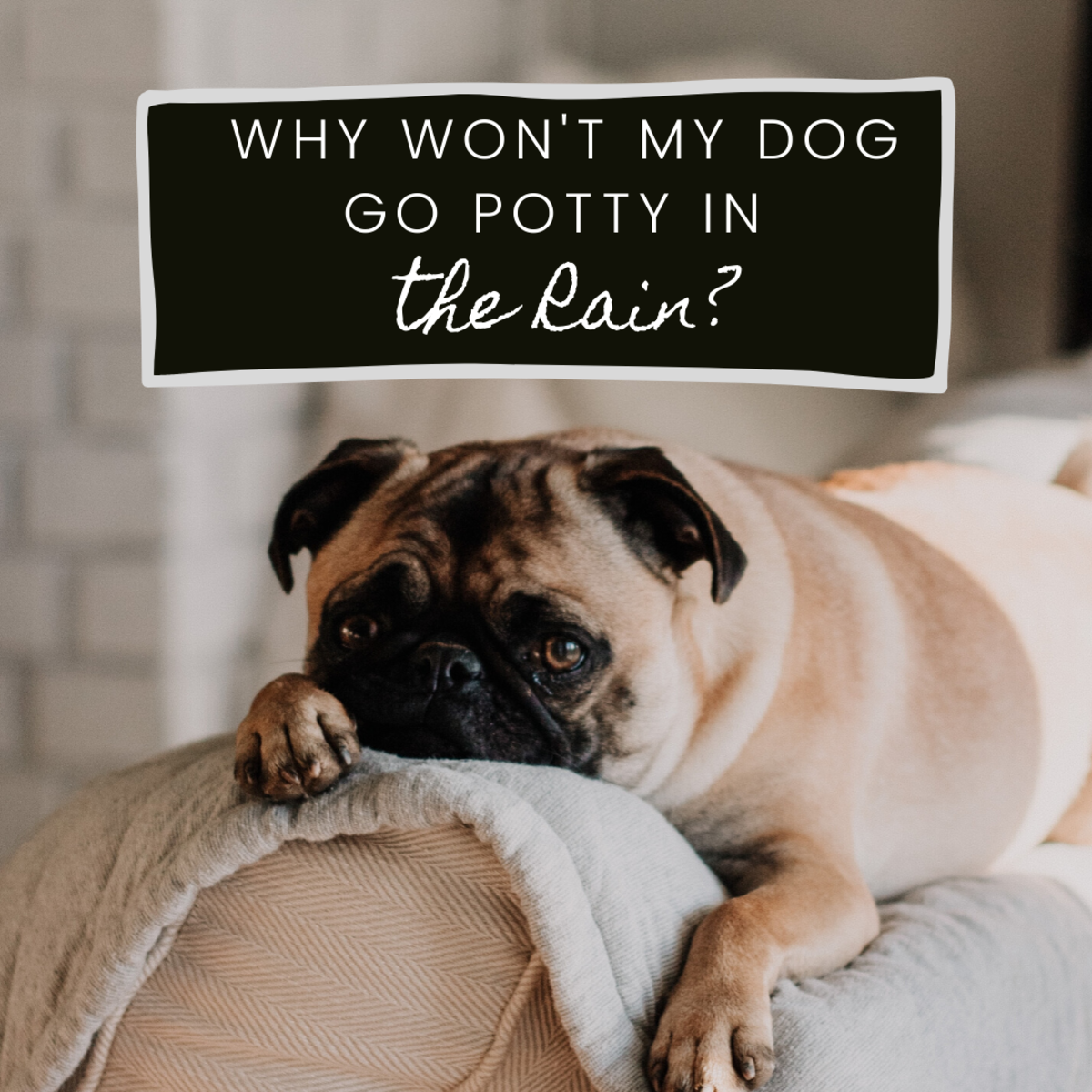 10 Tips For Dogs That Refuse To Potty In The Rain - Pethelpful