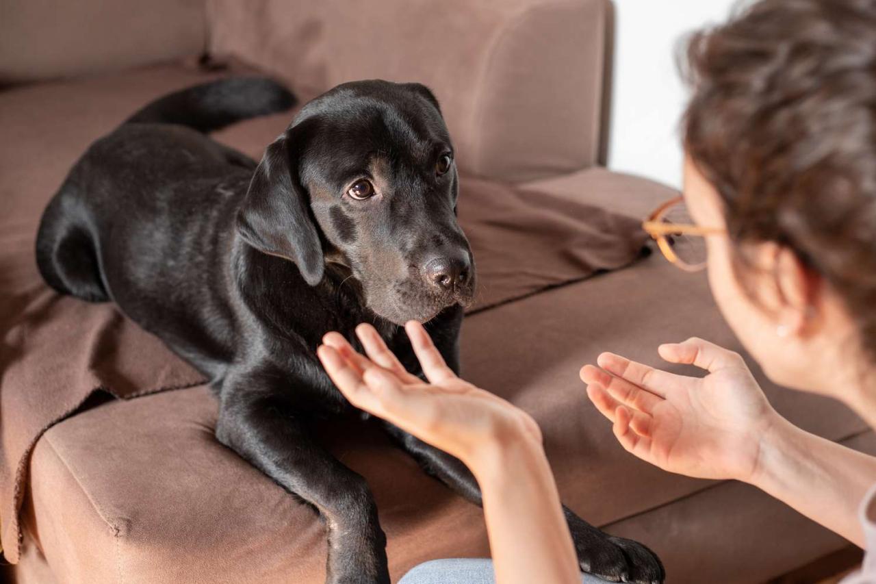 11 Things Humans Do That Dogs Hate