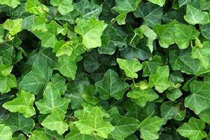 English Ivy | Aspca