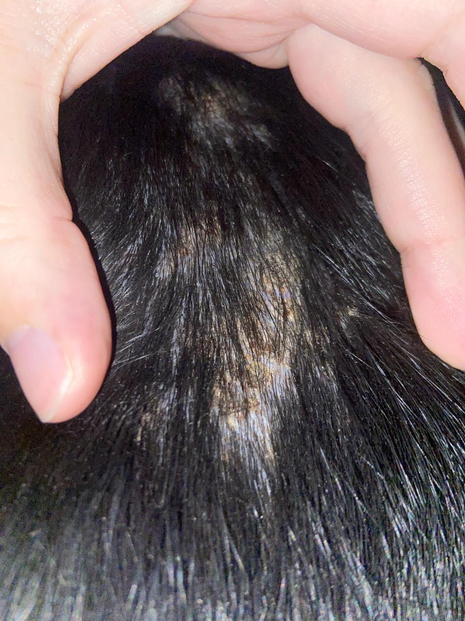 Dog Losing Hair/Spreading Scab. Help? : R/Dogallergies