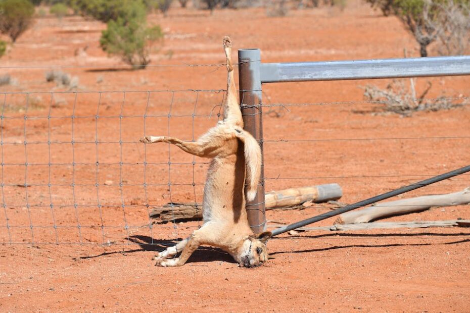 Killing Dingoes Is The Only Way To Protect Livestock, Right? Nope