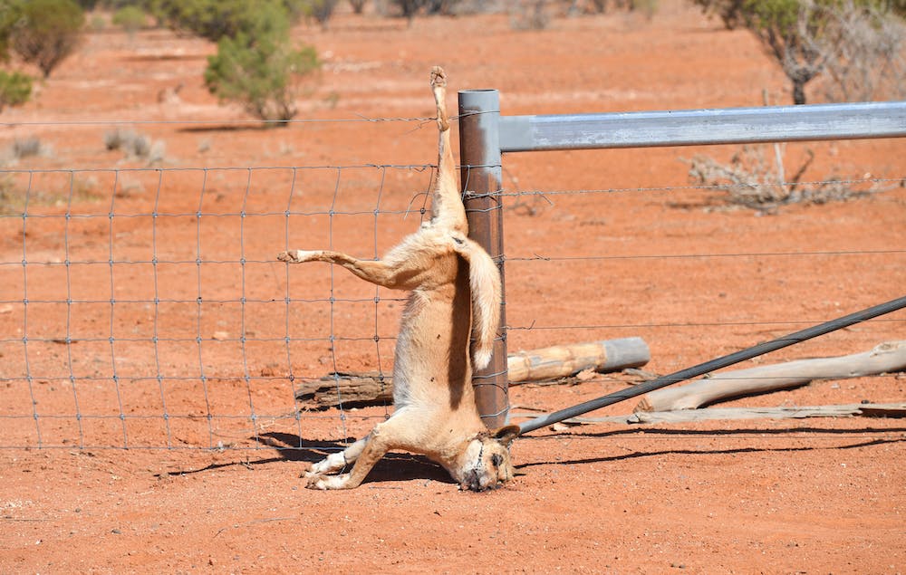 Killing Dingoes Is The Only Way To Protect Livestock, Right? Nope