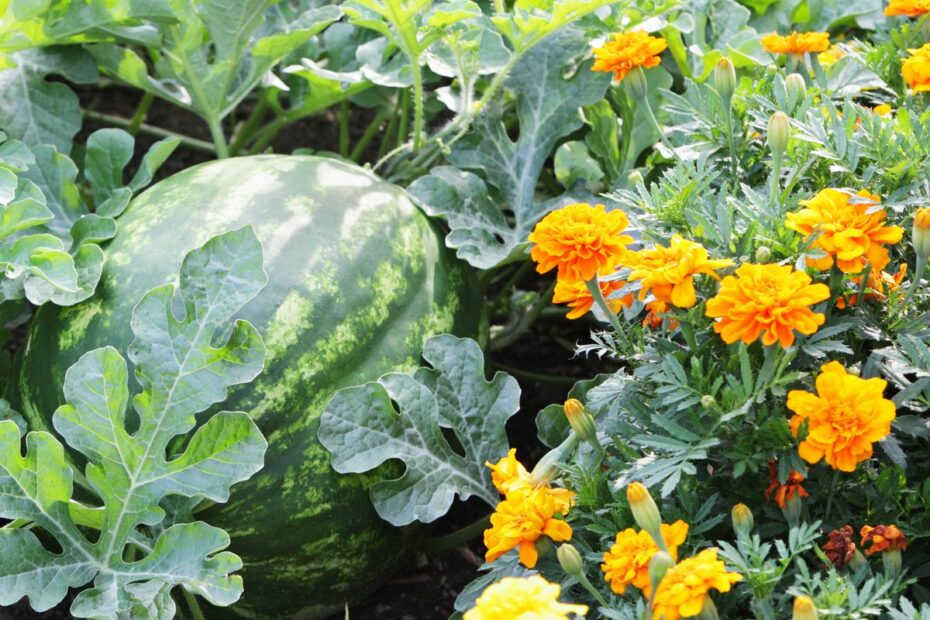 26 Plants To Grow Side-By-Side - Companion Planting Ideas