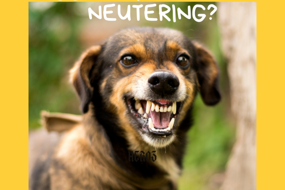 Help, My Dog Is Aggressive After Being Neutered! - Pethelpful