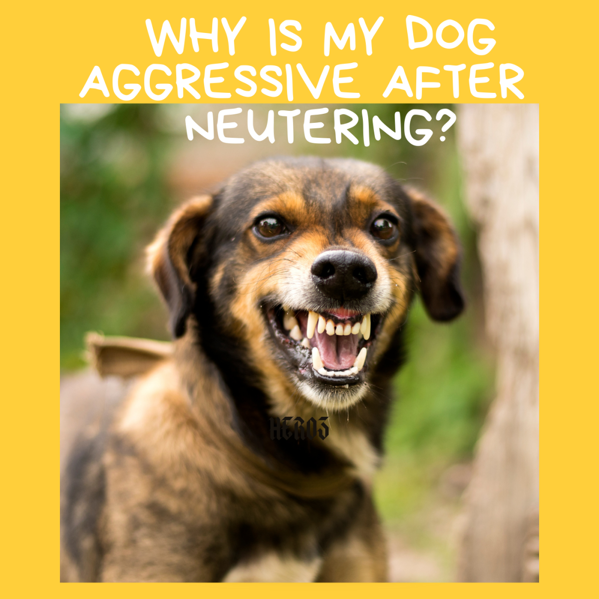 Help, My Dog Is Aggressive After Being Neutered! - Pethelpful