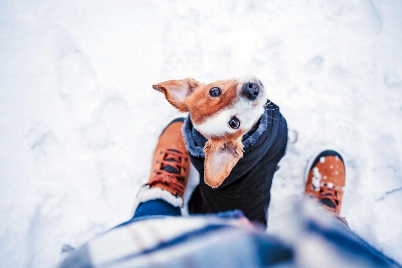 How To Protect Your Dog'S Paws From Snow, Ice, And Salt This Winter