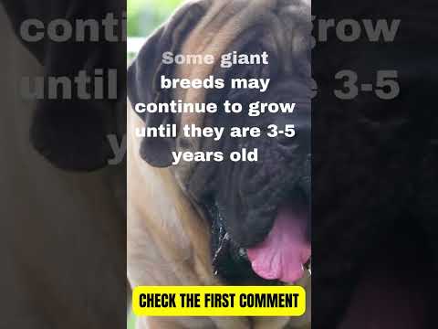When Do Dogs Stop Growing? You Won't Guess the Answer! #shorts #short #shortvideo #shortsyoutube